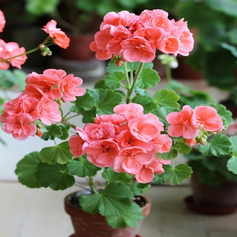 بذر گل شمعدانی پاکوتاه صورتی وانیا سید مدل N78