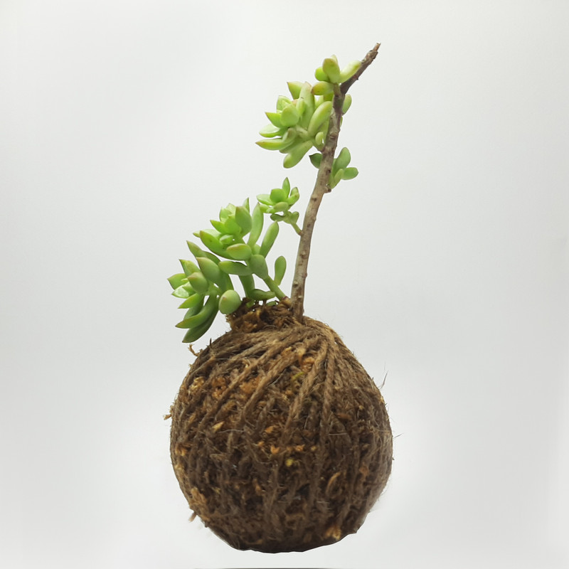 گیاه طبیعی سدوم بادامی زرد کد KDcby گیاه طبیعی سدوم بادامی زرد کد KDcby