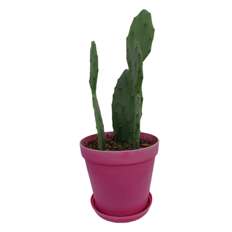 کاکتوس آپونتیا مدل بوته ای کد SH0212