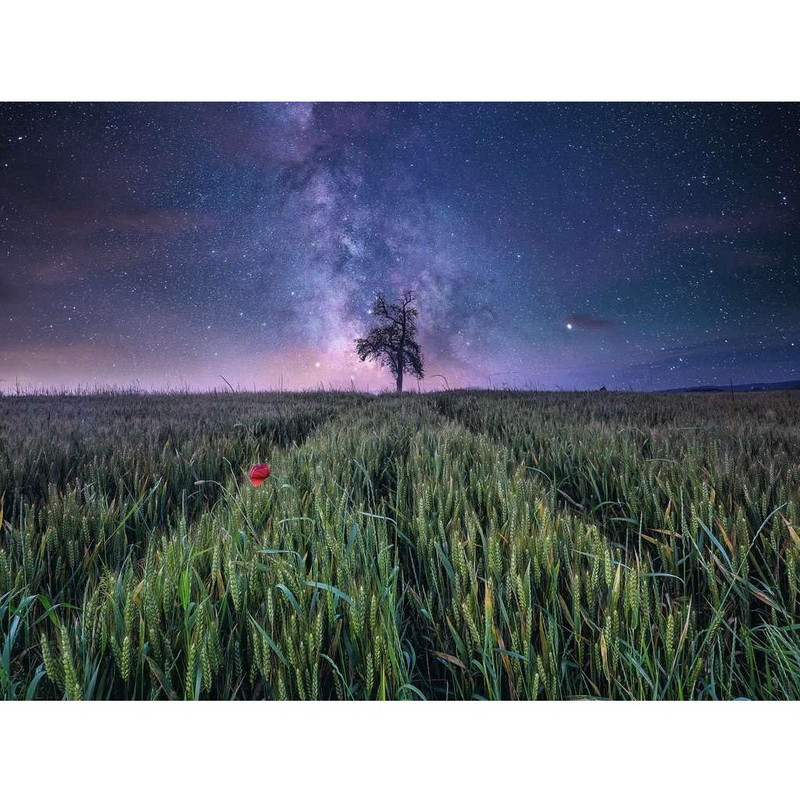 پازل 1500 تکه راونزبرگر مدل Night Sky Over the Cornfield کد 12000799