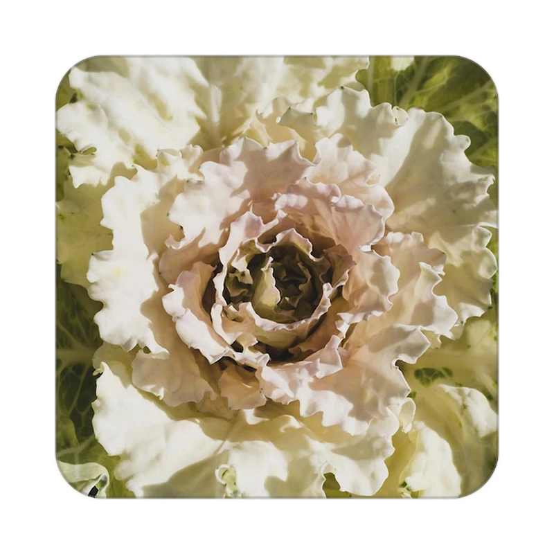 زیر لیوانی کاکتی طرح گل مدل mp18135