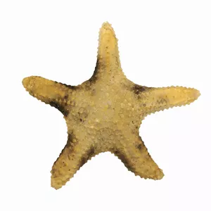 ستاره دریایی تزیینی مدل bs15
