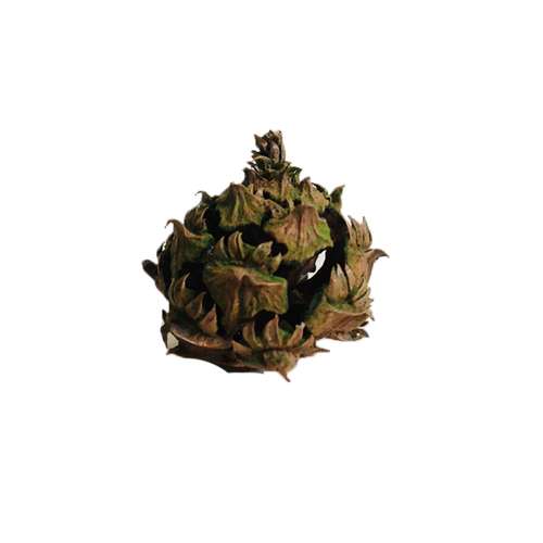 میوه تزیینی مدل کاج کد SR-666 مجموعه 20 عددی