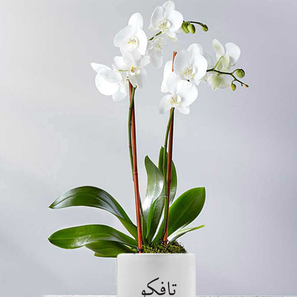 گل طبیعی ارکیده تافکو کد 3x