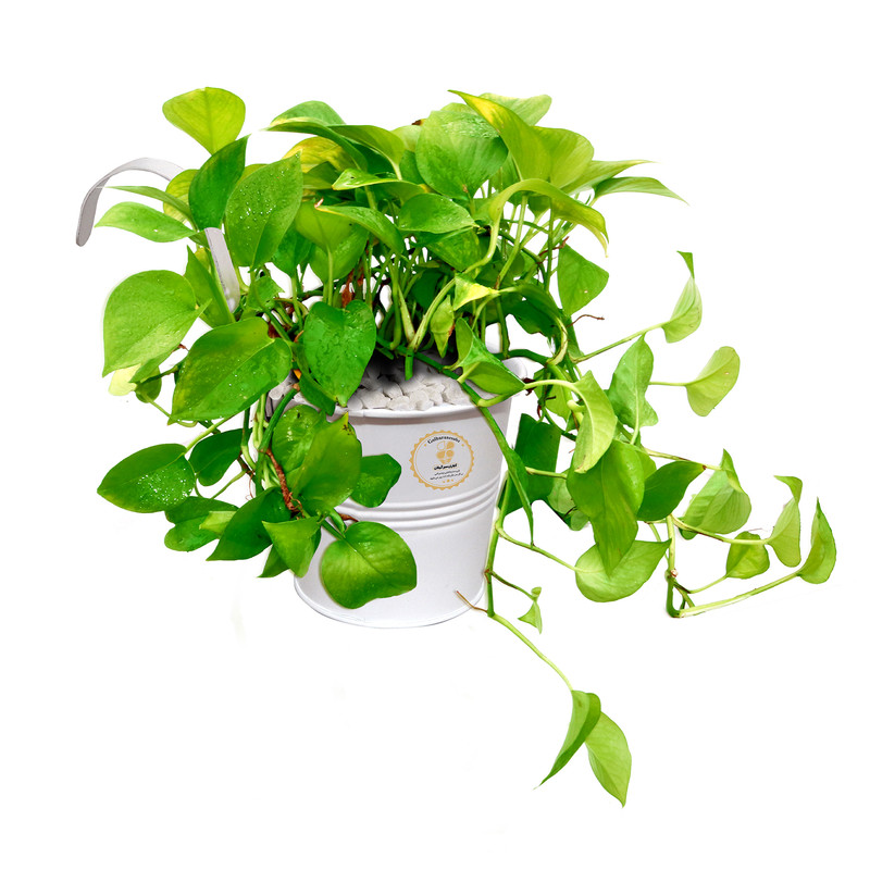 گیاه طبیعی پوتوس شرکت گلباران سبز گیلان مدل GN13-25MS