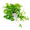 گیاه طبیعی پوتوس شرکت گلباران سبز گیلان مدل GN13-25MS