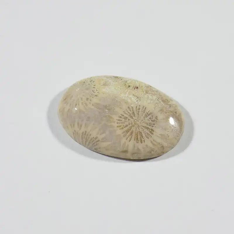 سنگ فسیل مرجان کد TG6555