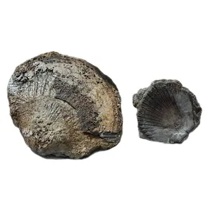 سنگ راف مدل فسیل صدف کلکسیونی قدمتی کد ۴۸۸ بسته دو عددی