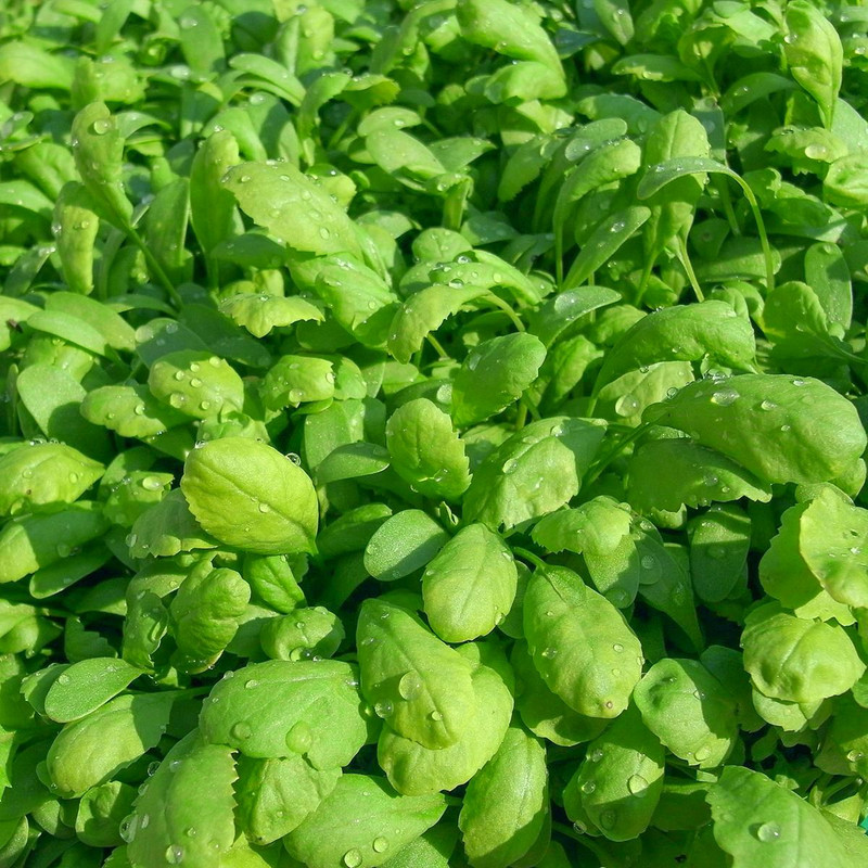 بذر شاهی ظرافت مدل BZ18334 وزن 250 گرم