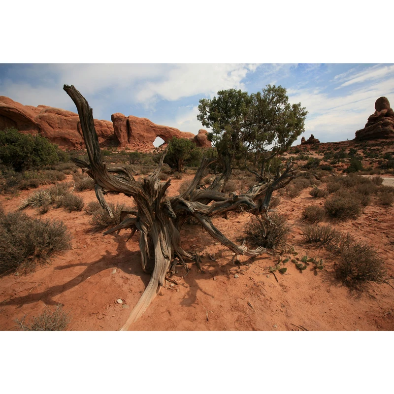 تابلو شاسی مدل بیابان و تنه درخت و درخت و آسمان T6928