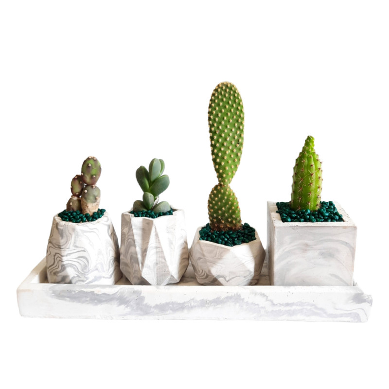 گیاه طبیعی کاکتوس و ساکولنت کد 50 مجموعه 5 عددی گیاه طبیعی کاکتوس و ساکولنت کد 50 مجموعه 5 عددی