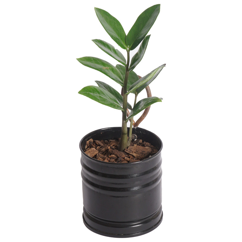 گیاه طبیعی زامیفولیا سبز مدل B-111 گیاه طبیعی زامیفولیا سبز مدل B-111