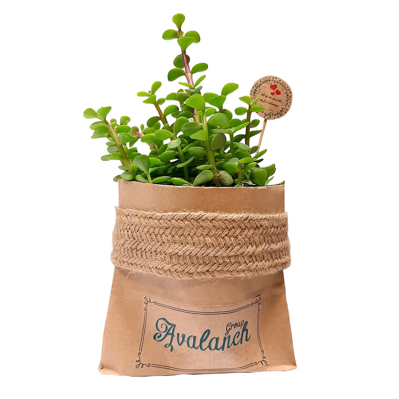 گیاه طبیعی خرفه کد P.A.03