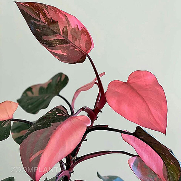 گل طبیعی فیلودندرون تافکو مدل پینک پرنسس کد 2x گل طبیعی فیلودندرون تافکو مدل پینک پرنسس کد 2x