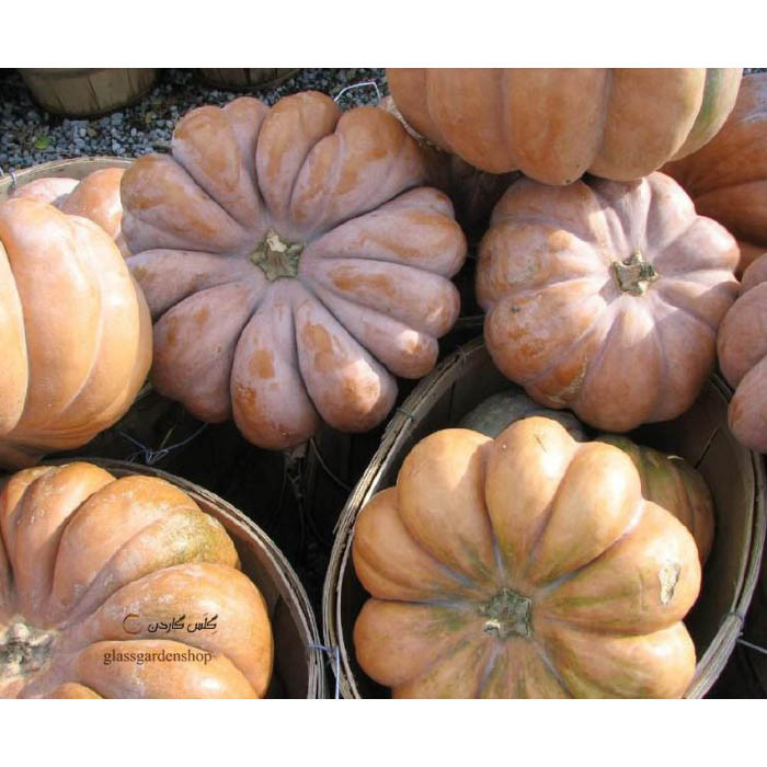 بذر کدو انجیری کدو حلوایی آستانه مدل GL10 بذر کدو انجیری کدو حلوایی آستانه مدل GL10
