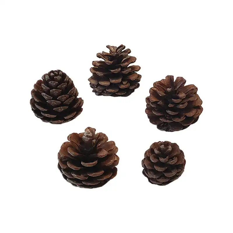 میوه تزیینی درخت کاج کد hyt5 مجموعه 5 عددی