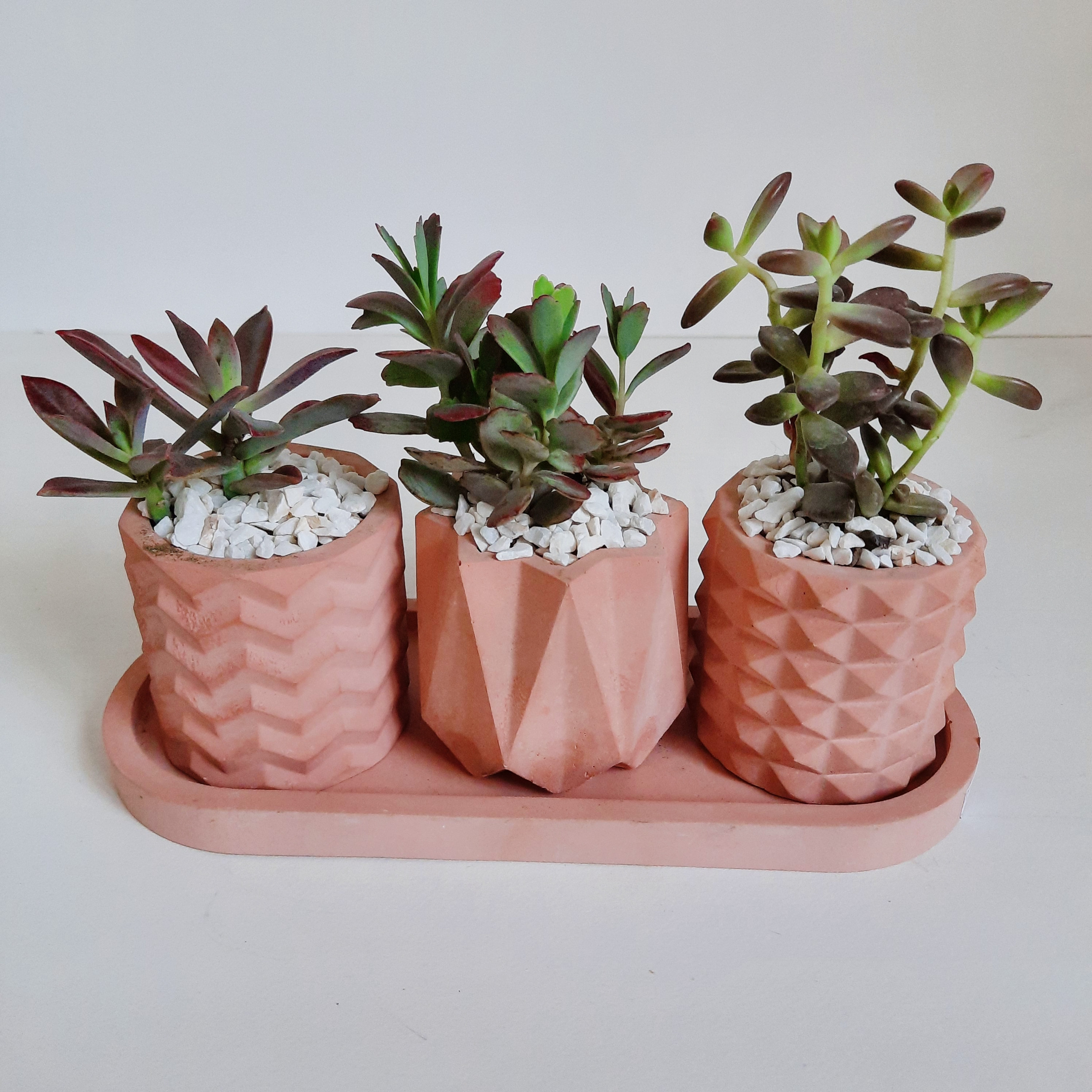 گیاه طبیعی ساکولنت و کاکتوس کد B مجموعه 3 عددی گیاه طبیعی ساکولنت و کاکتوس کد B مجموعه 3 عددی