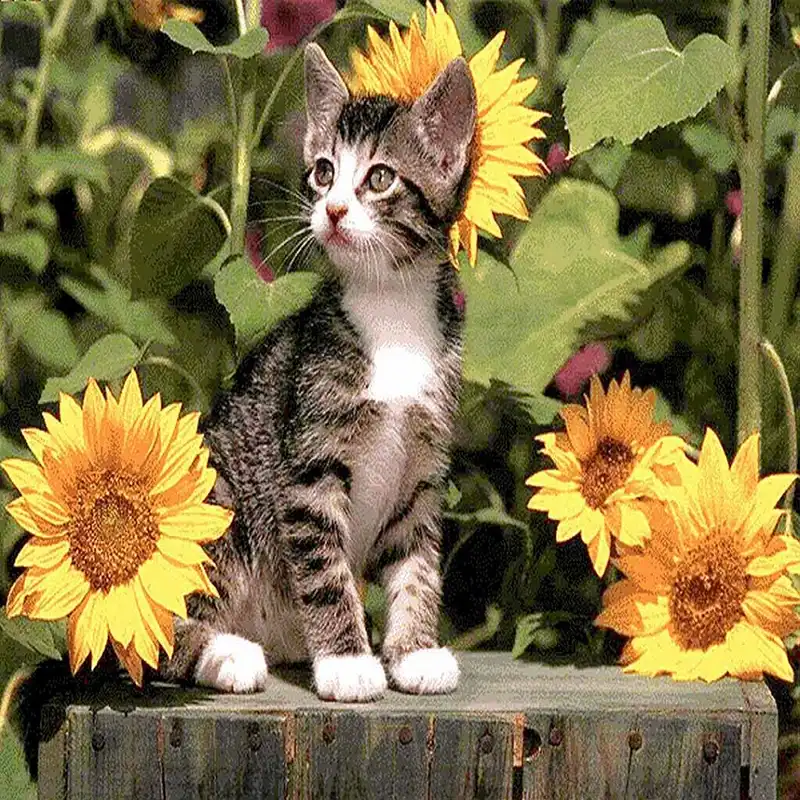 نخ و نقشه تابلوفرش مدل حیوانات