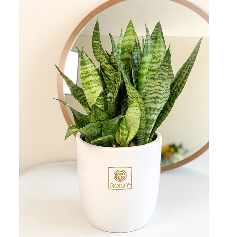 گیاه طبیعی سانسوریا کراواتی سبز گل گیفت کد GP002 گیاه طبیعی سانسوریا کراواتی سبز گل گیفت کد GP002