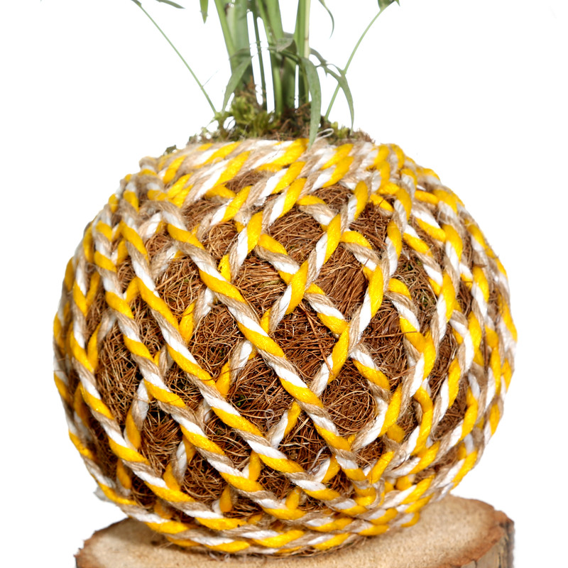 گل طبیعی شامادورا ابلق مدل کوکه داما