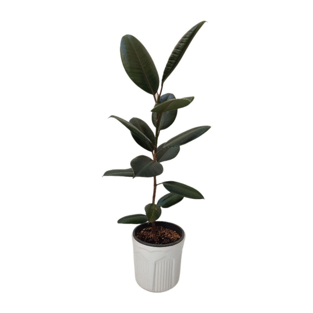 گیاه طبیعی فیکوس بلک مدل 03