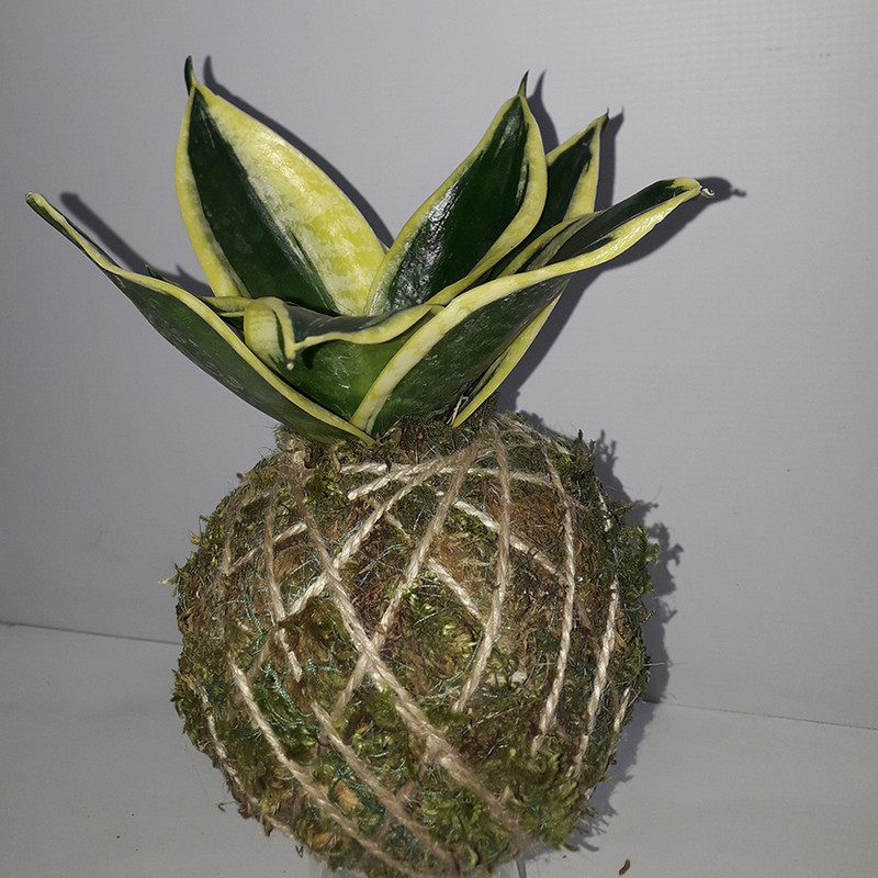 گیاه طبیعی سانسوریا ابلق مدل کوکداما کد P.A.032