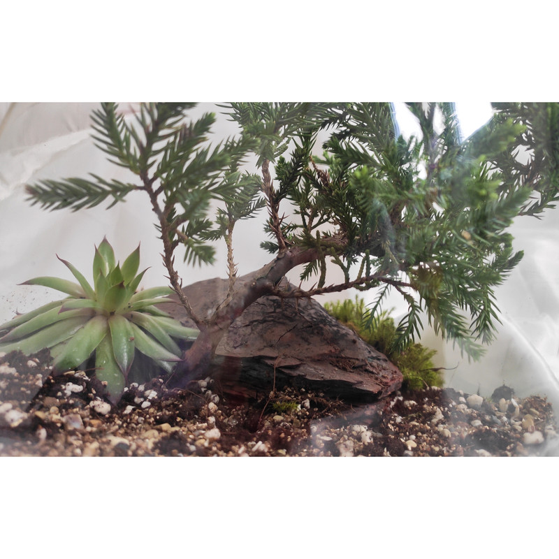 تراریوم گیاه طبیعی کد zhp-999 تراریوم گیاه طبیعی کد zhp-999