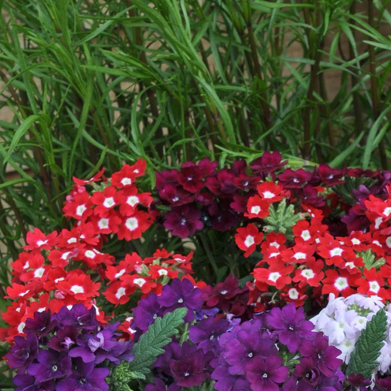 بذر گل شاهپسند الوان سانیا سید مدل Z8 بذر گل شاهپسند الوان سانیا سید مدل Z8