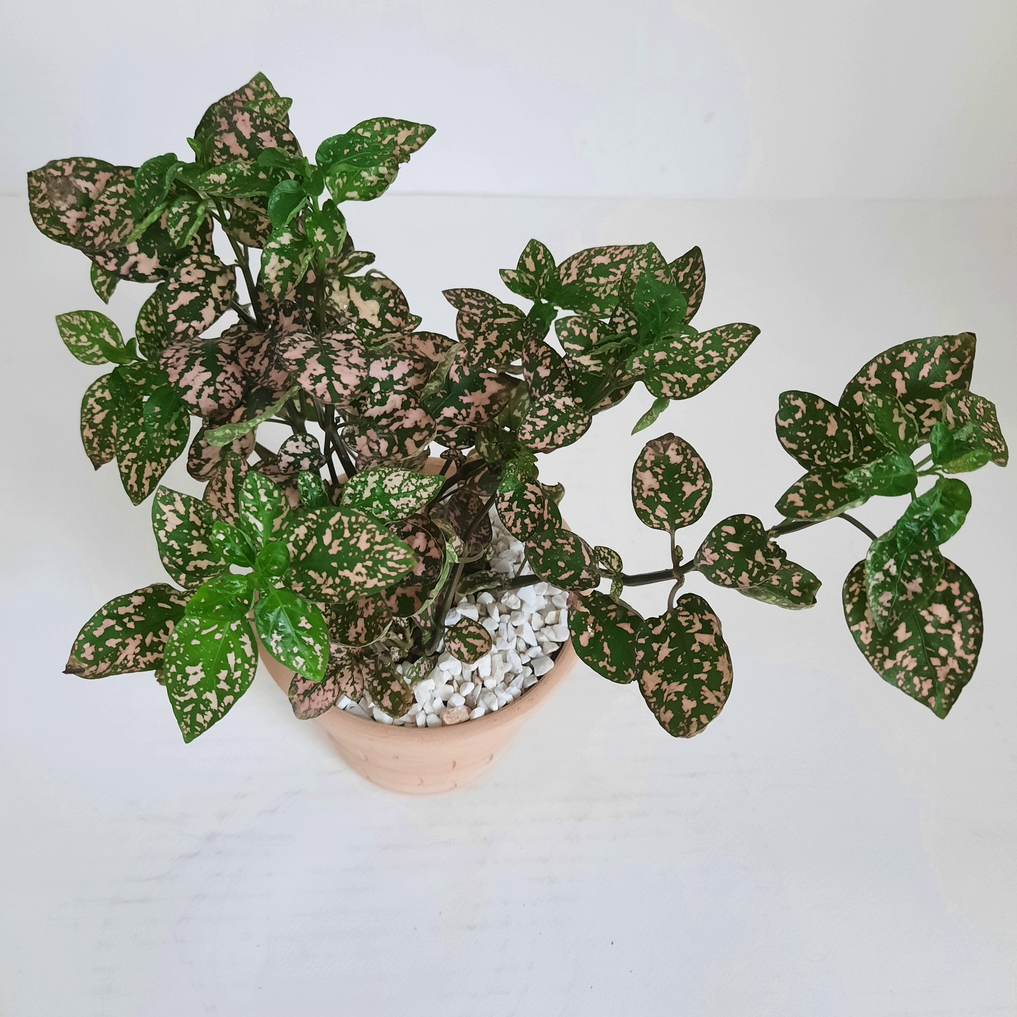 گیاه طبیعی گل سنگ کد S