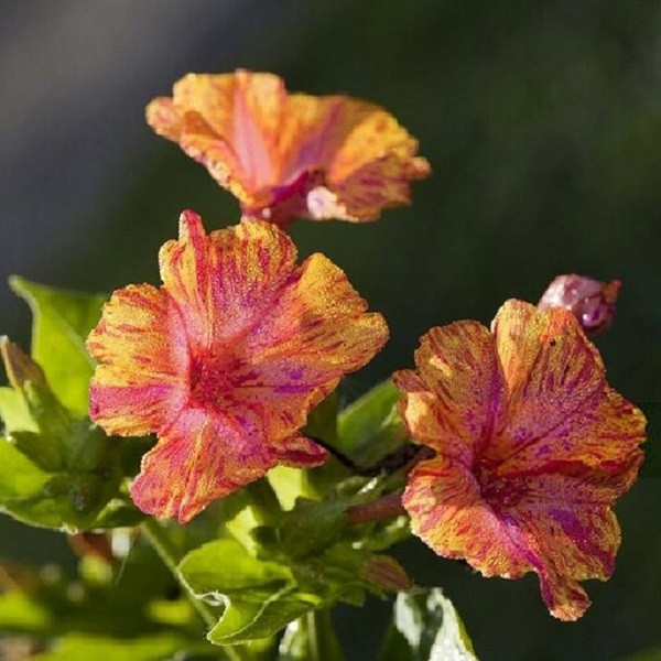 بذر گل لاله عباسی ابلق جی پی سید مدل GP8194 بذر گل لاله عباسی ابلق جی پی سید مدل GP8194