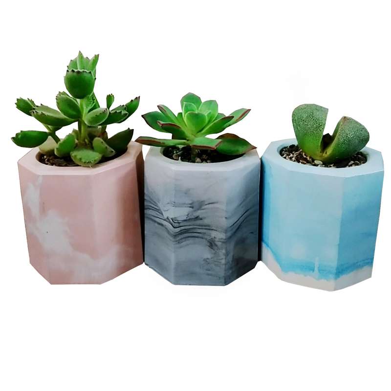 گیاه طبیعی ساکولنت مدل ِD-5 مجموعه 3 عددی گیاه طبیعی ساکولنت مدل ِD-5 مجموعه 3 عددی