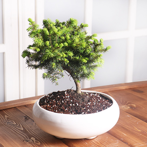 کود زاموفیلیا و سانسوریا و کود سبزینگی و تقویت ساقه 10-10-30 مدل raw material وزن 100 گرم بسته 2 عددی