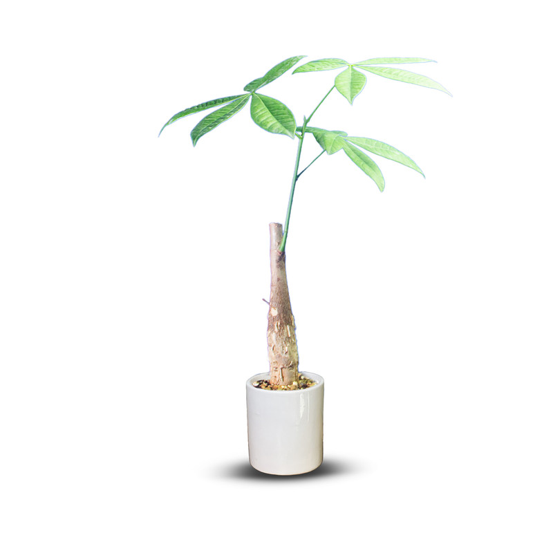 گیاه طبیعی بونسای پاچیرا کد 01