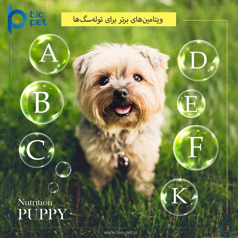 پودر مکمل توله سگ بایو پت مدل Puppy وزن 400 گرم