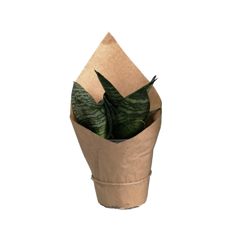 گیاه طبیعی سانسوریا پا کوتاه کد gs11