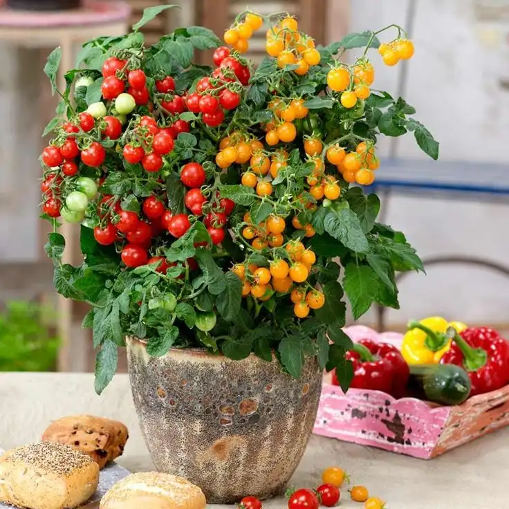 بذر گوجه گیلاسی رنگی میکس فصل سبز کد FSSEED-048