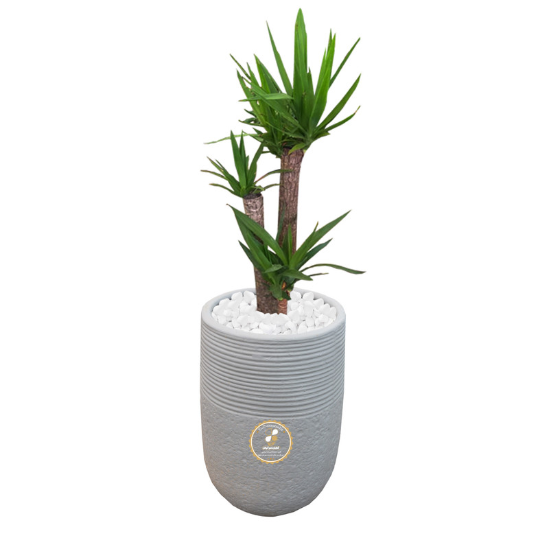 گیاه طبیعی یوکا سه غلاف شرکت گلباران سبز گیلان مدل GN1-FAN1