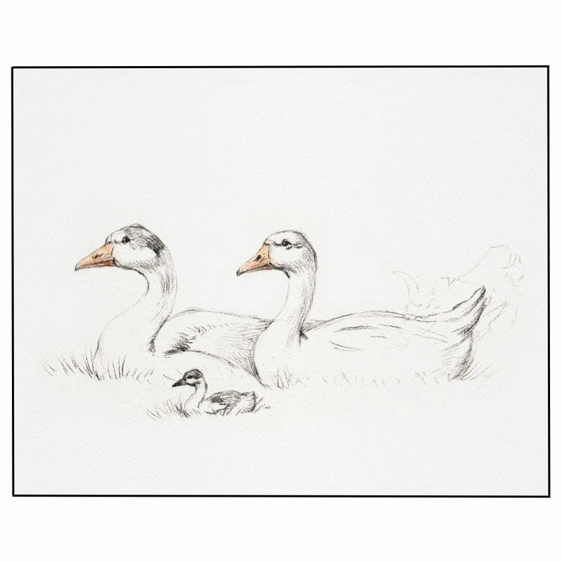 پوستر مدل  گله از اردک 