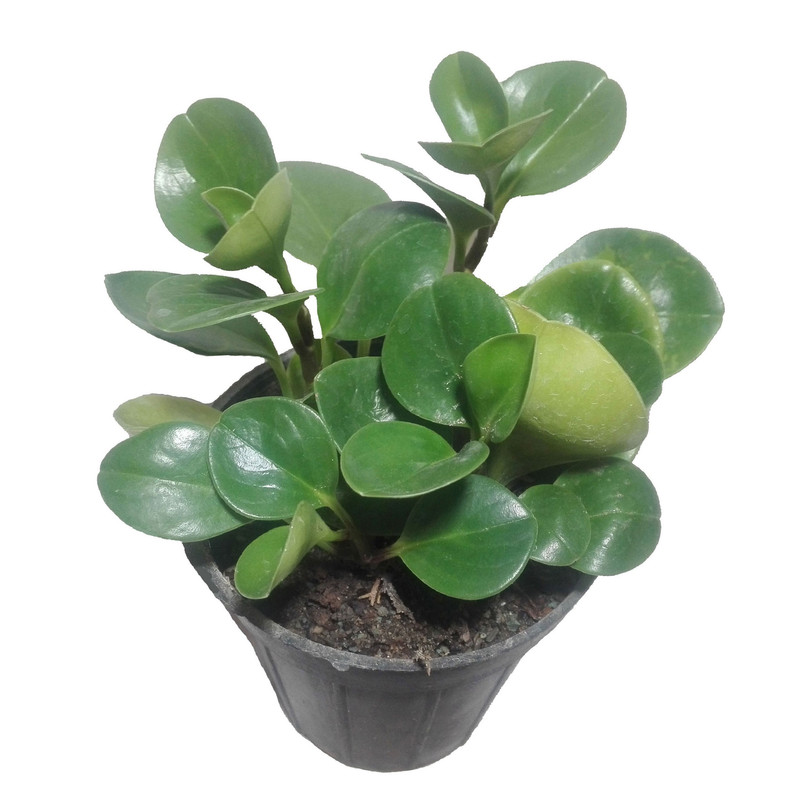 گل طبیعی قاشقی سبز کد114 گل طبیعی قاشقی سبز کد114