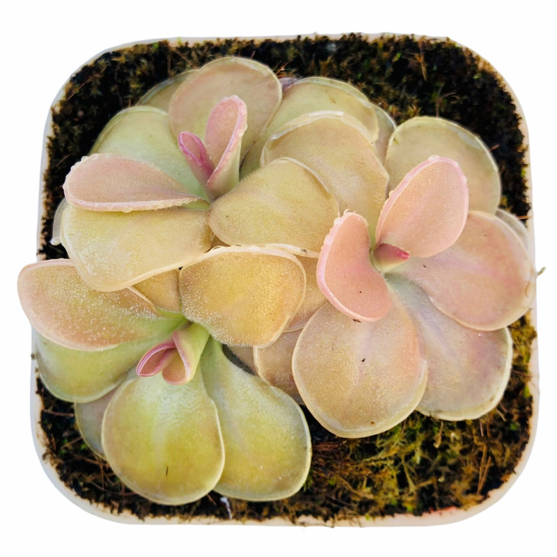 گیاه طبیعی گوشتخوار پینگویکولا مدل Pin03