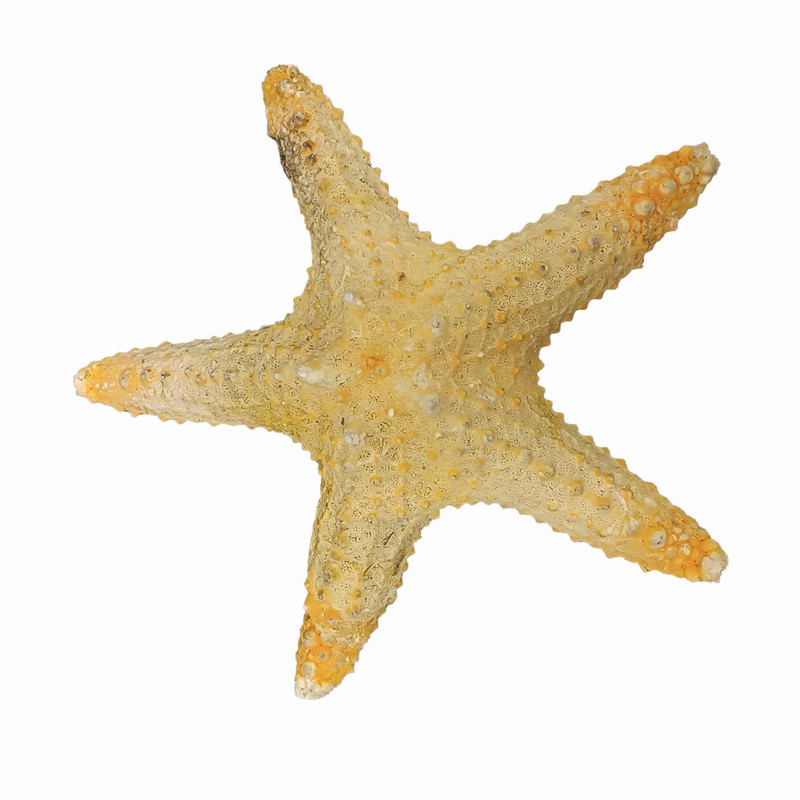 ستاره دریایی تزیینی مدل fb15