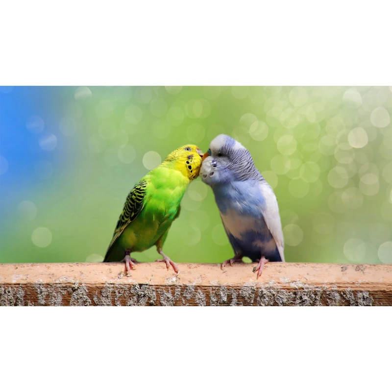 تابلو شاسی طرح پرنده مرغ عشق مدل T7721