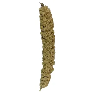 غذای پرنده مدل ارزن خوشه ای کد 69 بسته 1000 گرمی