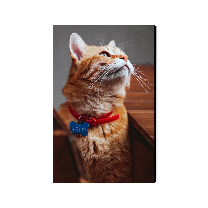 تابلو شاسی عرش مدل فانتزی گربه کد As5163