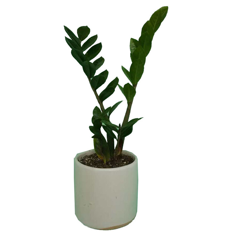 گیاه طبیعی زامیفولیا کد 01