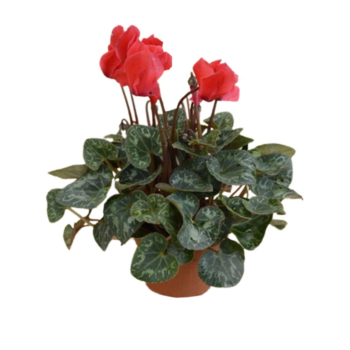 گیاه طبیعی سیکلامن مدل F-37