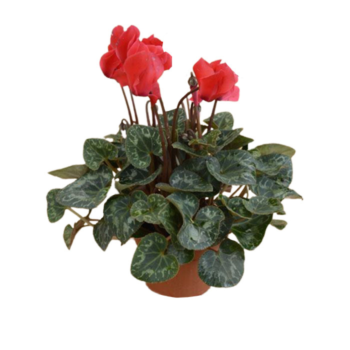 گیاه طبیعی سیکلامن مدل F-37