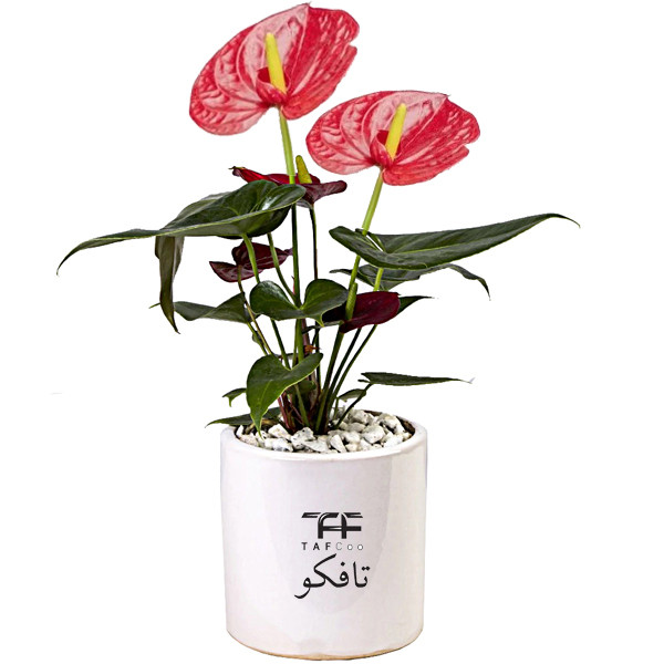  گل طبیعی انتوریوم تافکو مدل صورتی