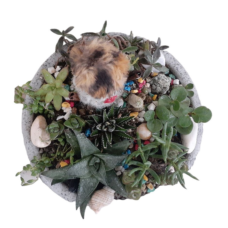 گل طبیعی کاکتوس مدل عروسکی گل طبیعی کاکتوس مدل عروسکی