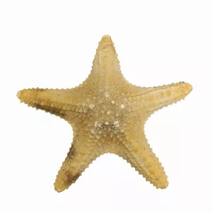 ستاره دریایی تزیینی مدل bs7